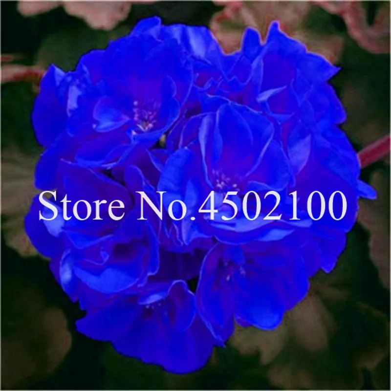 110 Pcs Colorful Geranium Bonsai Plantas Perennial Bonsai Flower Pelargonium Peltatum Flores Potted Geranium For Home Garden