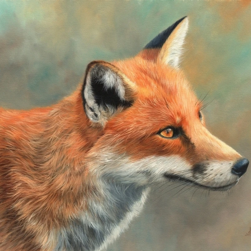 Fox Close Up Poster Print by David Stribbling (14 x 11)