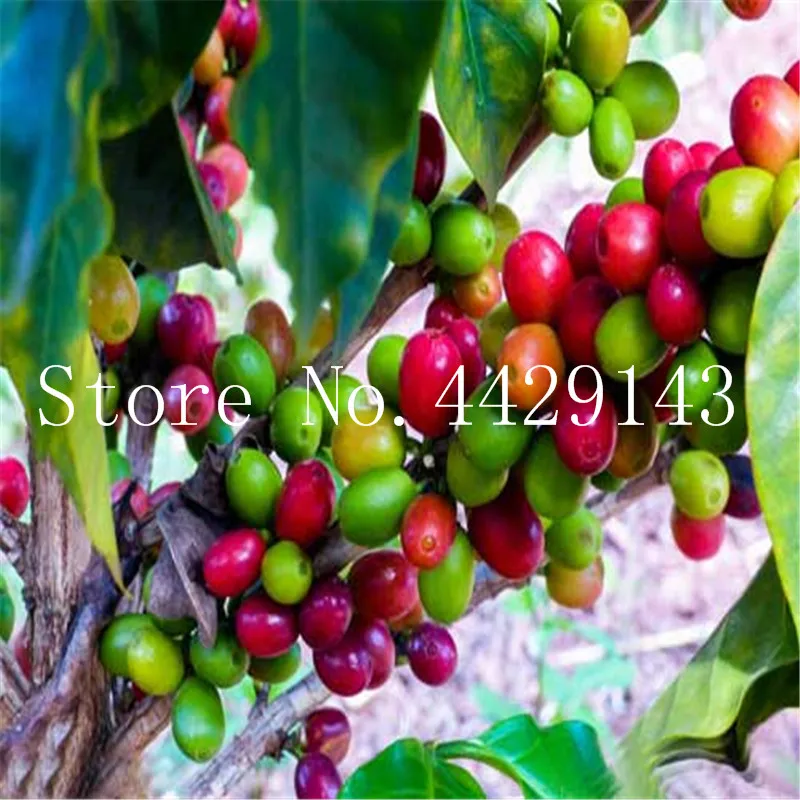 Sale! 15 Pcs Bonsai Coffee Bean Tropical Tree Plant Perennial Fruit Home Garden Best Seeds