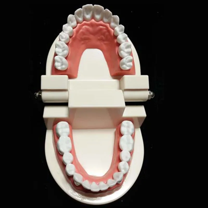 Зубные зубы модель для детской зубной преподавания учиться взрослых Стандартный модель odontologia Стоматолог Лабораторное оборудование