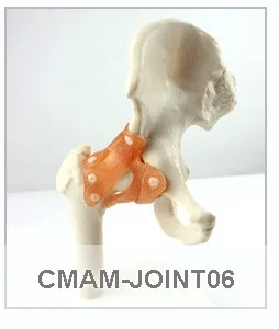 CMAM/12347 нога сустава, медицинские экстремальные анатомические модели