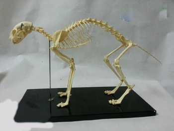 

cat skeleton model PVC animal skeleton model educational model