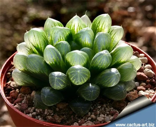 100 pcs/Bag Office Desktop Flowers Herb Succulents Bonsai Anti Radiation Computer Haworthia Cymbiformis Purify The Air 100 pcs/Bag Office Desktop Flowers Herb Succulents Bonsai Anti Radiation Computer Haworthia Cymbiformis Purify The Air