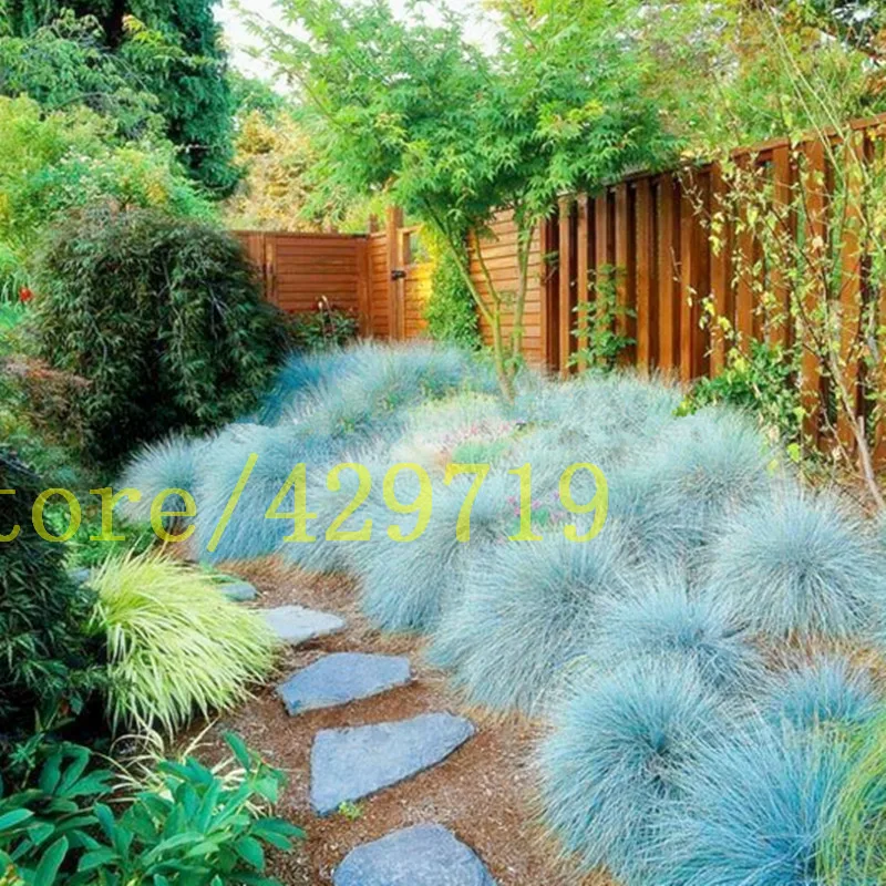 Image 100 pcs Blue Fescue Grass Seeds   (Festuca glauca) perennial hardy ornamental BLUE color flower for ornamental plant