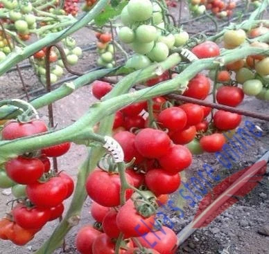 Пластиковый зажим для томатов крепеж растений лозы томатов для выращивания цветов, овощей зажим для сельского хозяйства