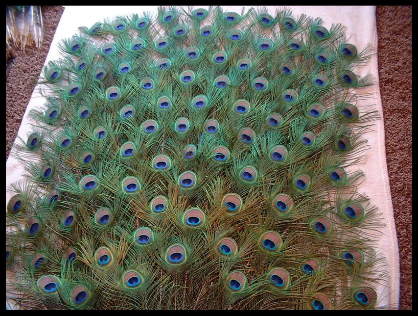 Купить Павлина В Ростовской Области На Авито