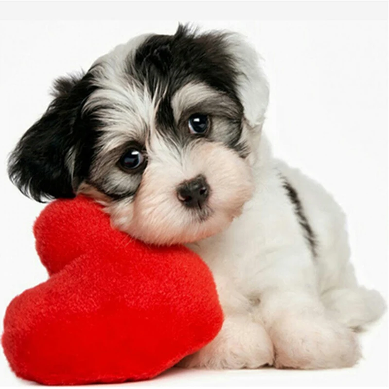 Unduh 72 Gambar Hewan Anjing Lucu  Gratis HD