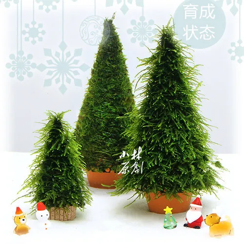 

2pcs Hand made high simulation moss christmas tree plant grow landscape ADA water plant fish aquarium Tank