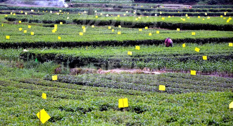 20Pcs High Quality Insects Moths Control Flies Trap Glue Sticky Board Mosquito Control Trapper ECO Outdoor Dual-sided Big20*25CM 20Pcs High Quality Insects Moths Control Flies Trap Glue Sticky Board Mosquito Control Trapper ECO Outdoor Dual-sided Big20*25CM