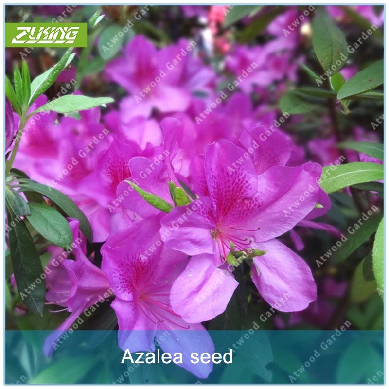 

ZLKING 20 Pcs Rare Bonsai Purple Azalea Looks Like Sakura Japanese Cherry Blooms Sims Azalea Flower