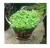 Aquarium Plant Seed Glossostigma Hemianthus