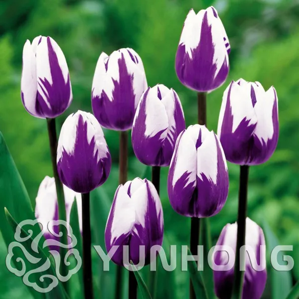 

Time-Limit!!10 Pcs / Pack Very Rare Tulip Bonsai,tulipa Gesneriana,potted Plants, Planting Seasons, Flowering Plants