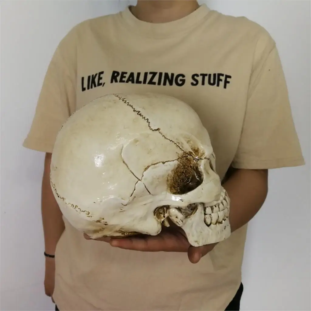 Человеческая голова Смола Реплика медицинская модель Lifesize Хэллоуин украшение