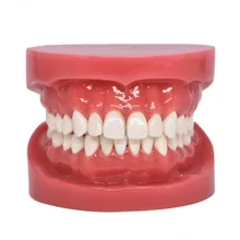 Стоматологическая модель, Верхняя Нижняя челюсть, модель, красный стоматолог, жесткая основа, обучающая модель, Стоматологическая модель для взрослых, стандартный типодонт, демонстрация