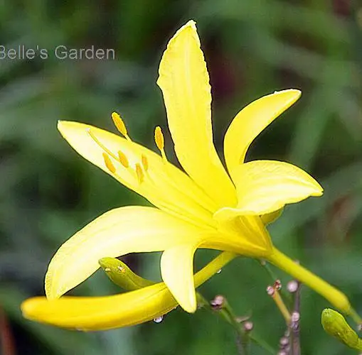 Free Shipping 20pcs Tiger Lily Seeds Hemerocallis Fulva Seed Beautiful