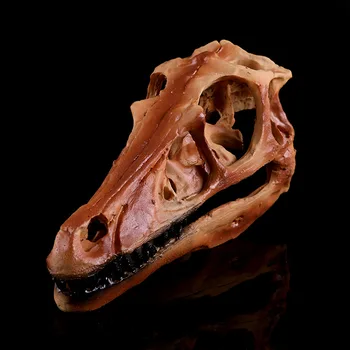 

Nasaurus Dinosaurs Selling dinosaur skulls Resin skull collection family decoration family head statue home decoration