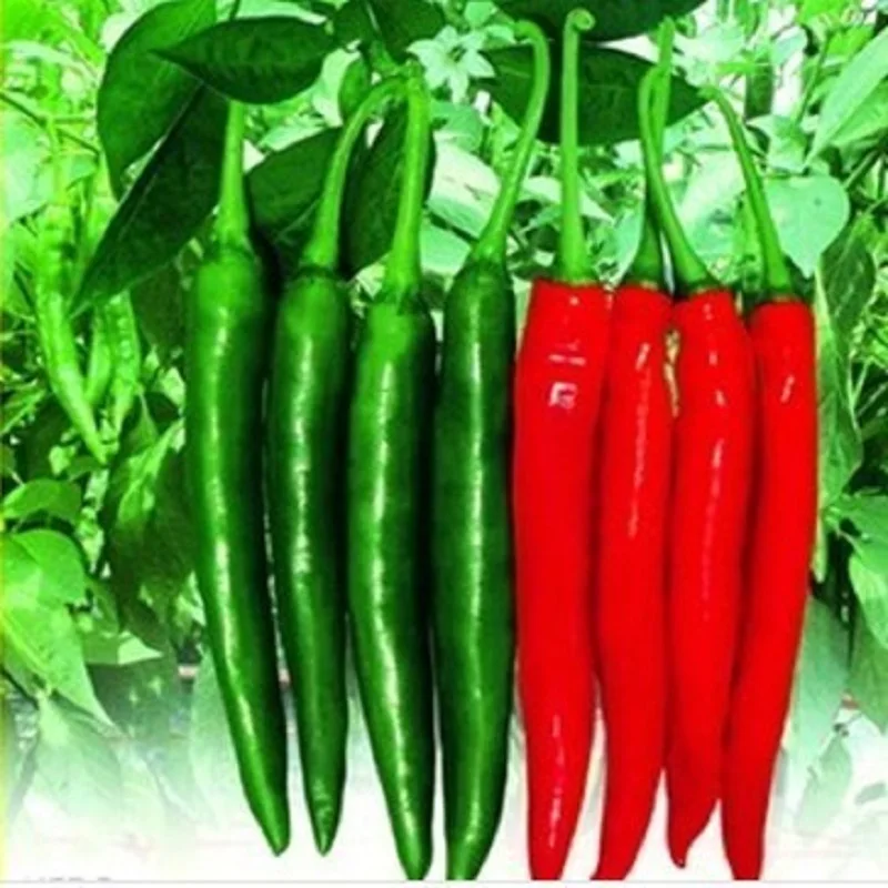 

Direct Selling Promotion Outdoor Phoenix 200 bonsai Organic Beauty Pepper bonsai Vegetable