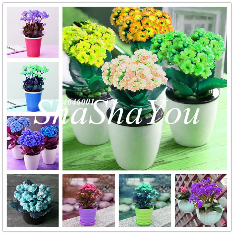 

Kalanchoe Bonsai Longevity Flower Potted Plants Planting Seasons Flowering Plants Plants For Garden Easy To Grow 100 Pcs