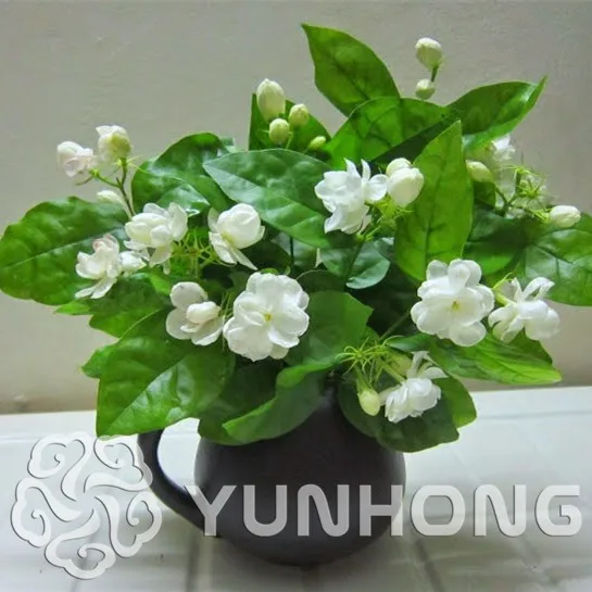

20PCS/BAG Colorful Fragrant Jasmine bonsai,(Jasmine) fragrant Exotic Shrub - open pollinate rare beautiful bonsai flower plant