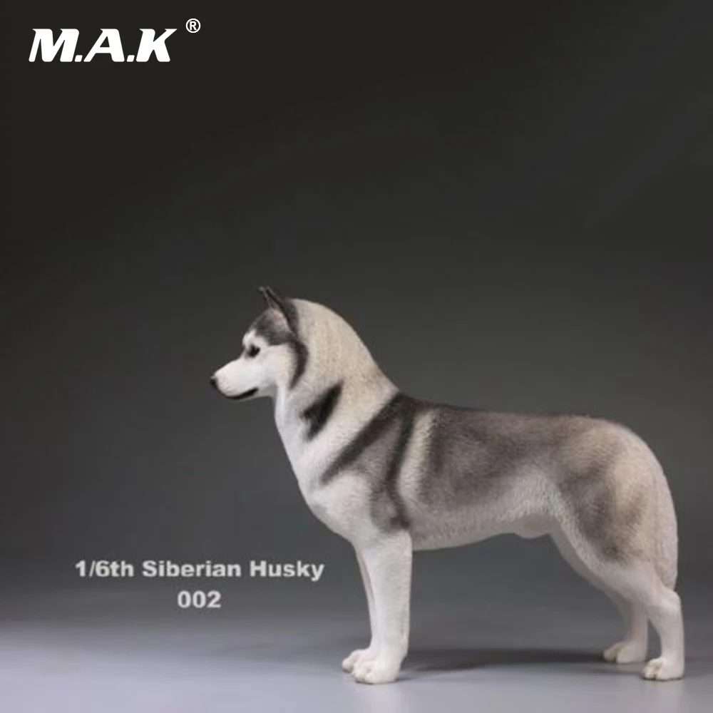 В наличии 1/6 фигурку аксессуар Сибирского Хаски моделирование Животные XVI 002