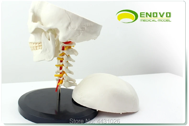 ENOVO черепно модель черепа с человека. череп и череп модель в отдел ортопедии