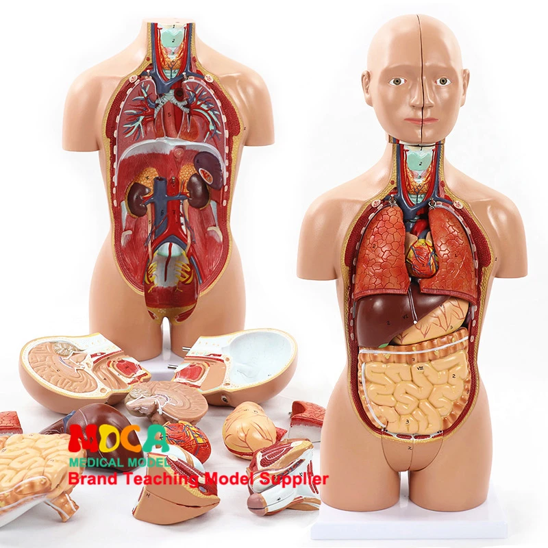 45cm Dismantling 16 Parts Human Body Trunk Anatomy Model Liver Intestine Stomach Medical Teaching Mqg103 Medical Science Aliexpress