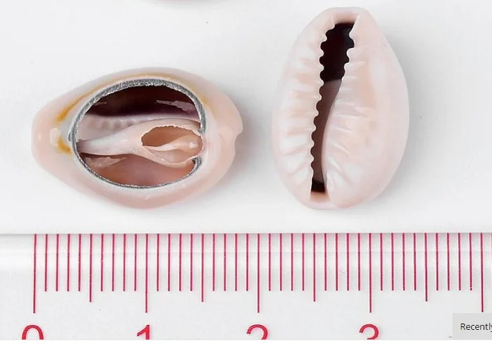 

200pcs Spiral Shell Beads for DIY Jewelry Making Dyed Cowrie Shells, Seashell, Size: about 18~20mm long,13~14mm wide,6~8mm thick