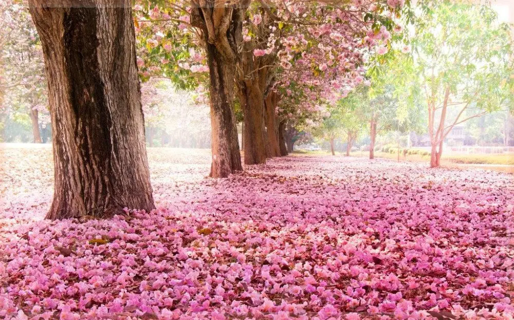 7700 Koleksi Wallpaper Simple Romantic Gratis Terbaru