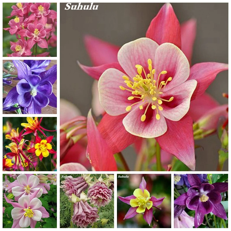 

100 Pcs Mixed Aquilegia (Columbine) Plant Long Outdoor Blooming Season Bonsai Beautiful Flower Planta DIY Home Garden Flower Pot