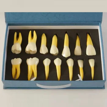

4 Times Permanent Anatomical Right Side 14 teeth model
