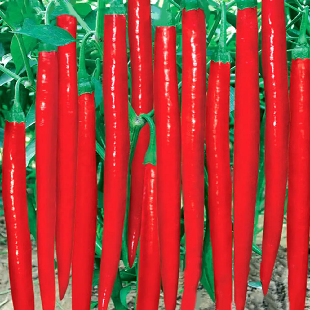 

200pcs/bag Long Chili Red Pepper Bonsai Healthy Vegetable Banana Bonsai Fruit Bonsai For DIY Home Garden Free Shipping