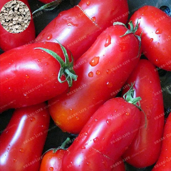 

Bunches Of Bananas Hot Tomato 100 Bonsai Organic Vegetable Tomatoes Bonsai Super Sweet Interesting Semi-Urban Garden