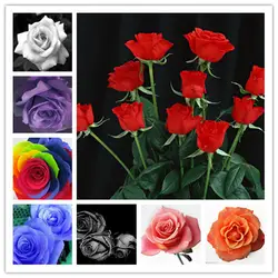 100 шт./пакет удивительно Красота Роза бонсай цветок с красный край рассады Редкие Цвет Популярные садовый многолетник Буша или бонсай Flowe