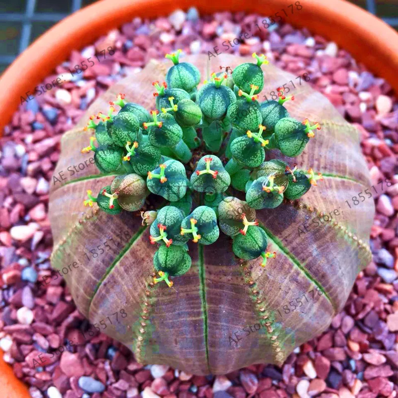 aeProduct.getSubject ()