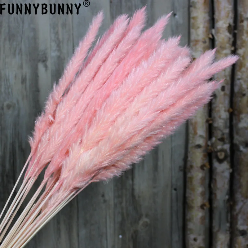 FUNNYBUNNY 15 шт. Натуральные Сушеные маленькие пампасы трава Phragmites Communis свадебные