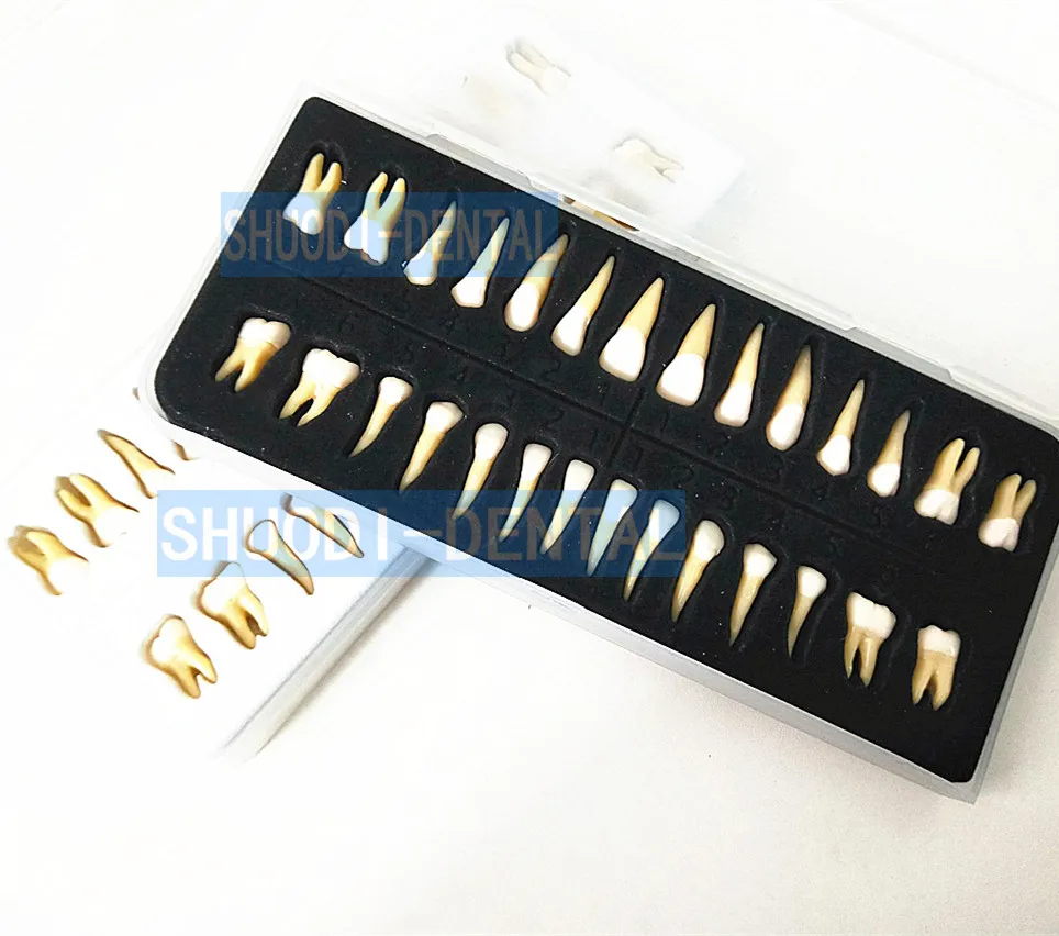 

28 pcs 1:1 Tooth Model High Quality Resin Simulation Tooth Grain Dental Model For Dentist Exam Preparation Teaching Practic