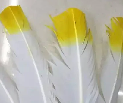 wy