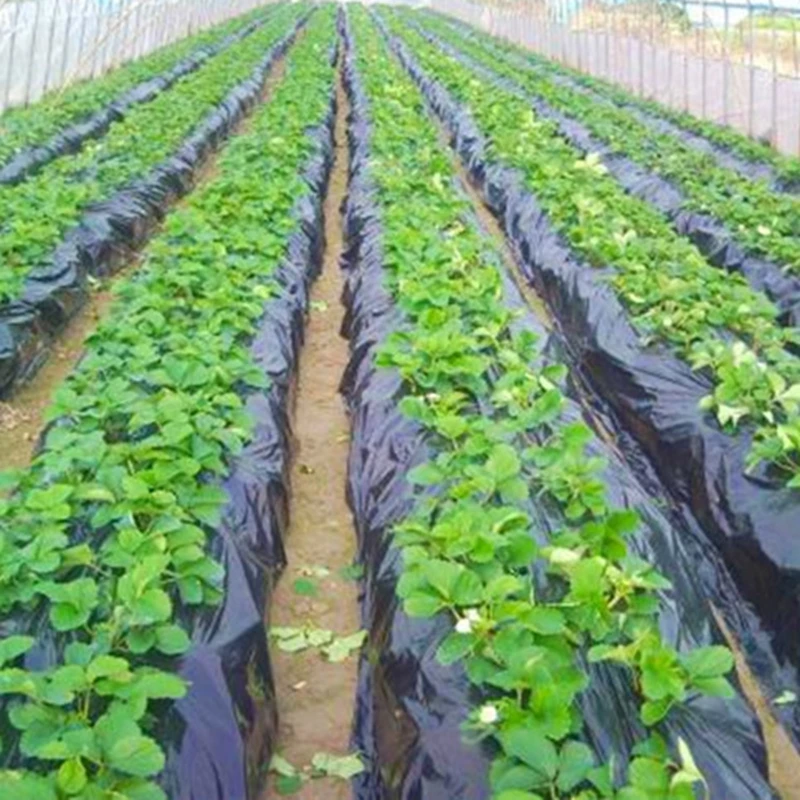 Черная сельскохозяйственная теневая пленка 1x50 метров, полиэтиленовая пленка с клубникой, садовым цветком, Теплицей, пластиковая мульчированная пленка, толщина 0,008 мм