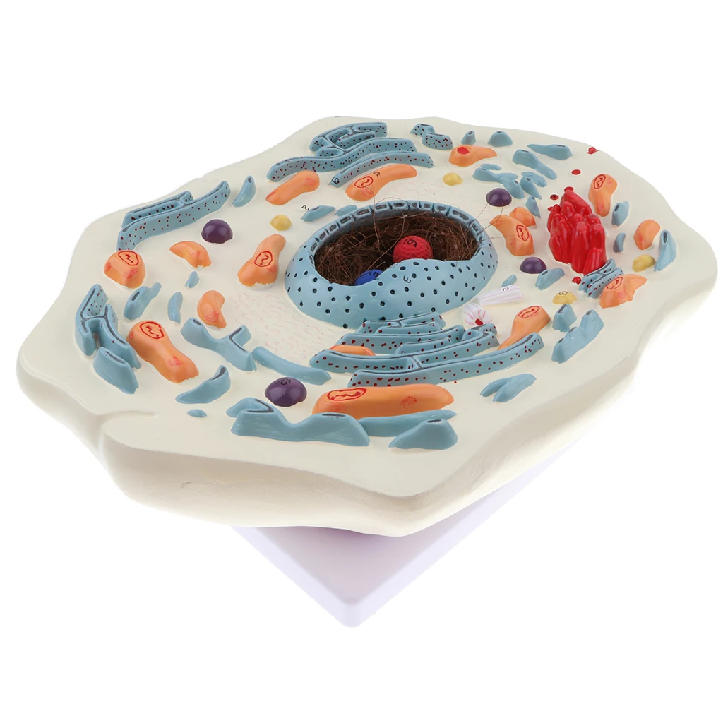 Magnification 20000X Animal Cell Micro Structural Anatomy Model Biological Learning Display Lab Ornament