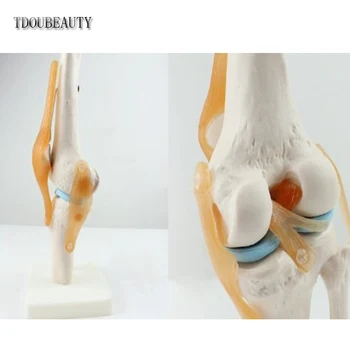 

Human 1:1 Size Knee Joint Simulation Model Medical Anatomy By TDOUBEAUTY Free Shipping