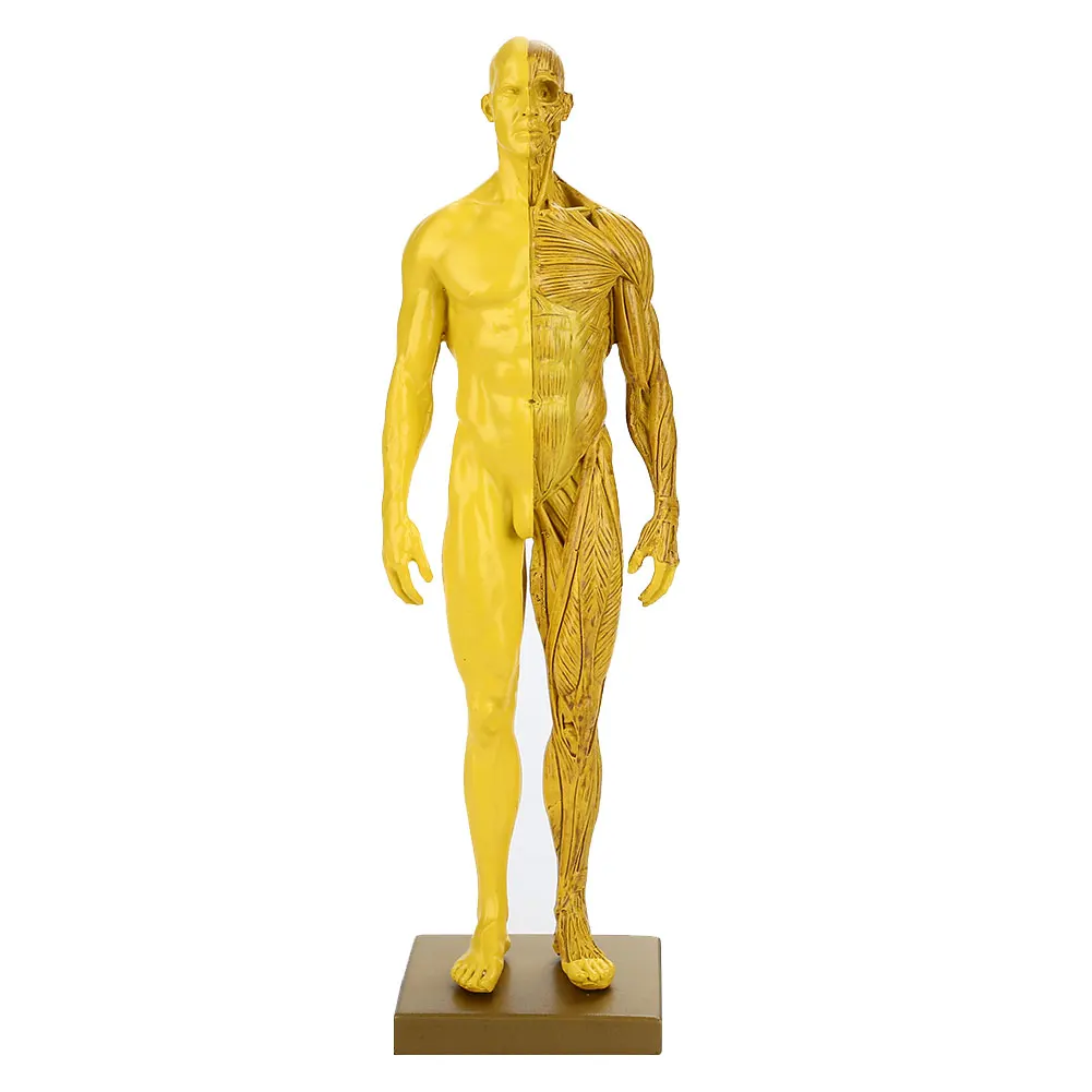yellow Анатомическая модель, антропометрический манекен, 1:6, гравировка мышц, скелет, анатомическая скульптура, прочное руководство, медицинское шоу - Цвет: yellow