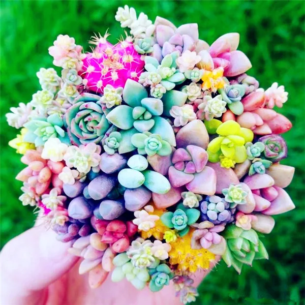 

2000 pcs/ bag Exotic Mini Succulent Cactus Rare Succulent Perennial Herb Plants Bonsai Pot Flower Indoor for Garden Flore Pot