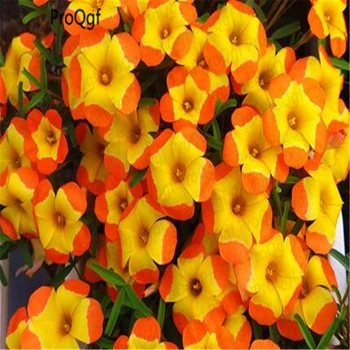 

100Pcs A Set Rare Yellow orange oxalis
