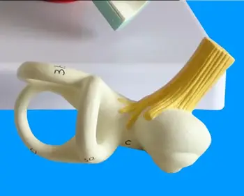 

Human Cochlea Semicircular Canal Anatomical Model Inner Ear Model Ear Labyrinth Model