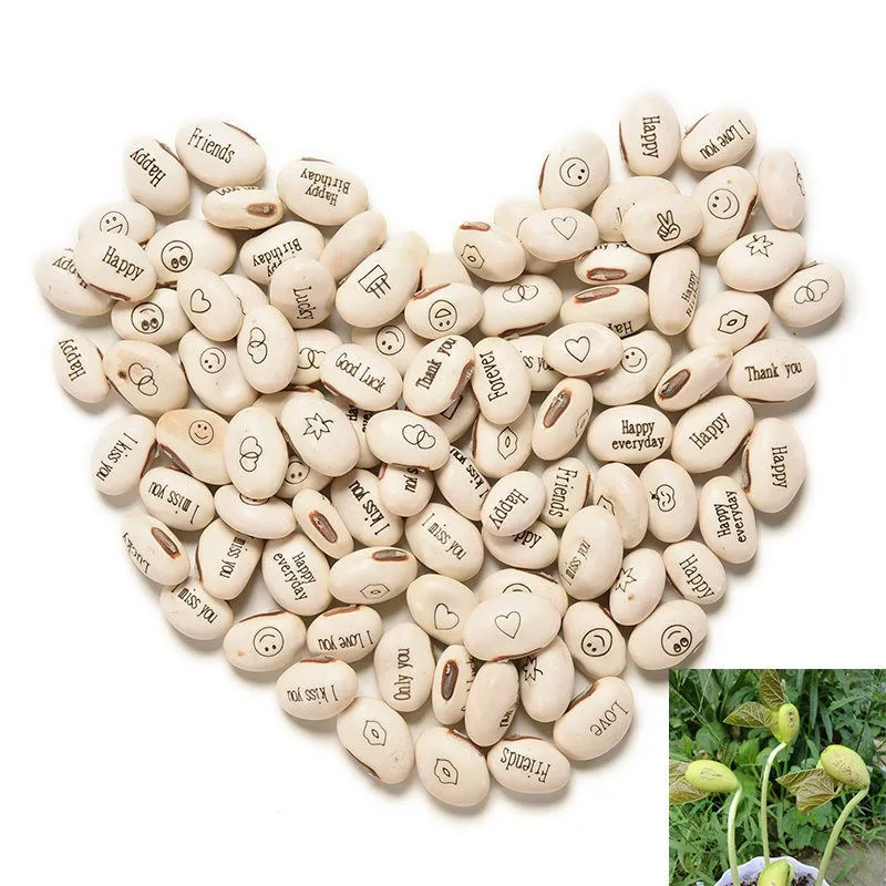 

10PCS Magic Growing Message Beans bonsai Bonsai Green Office Home Decoration Magic Beans