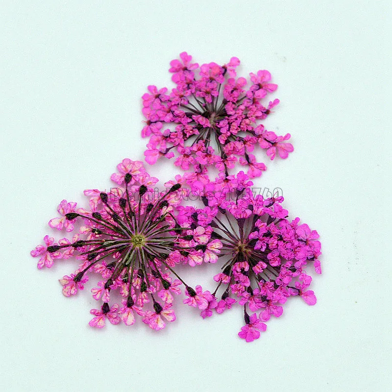 

Beauty 12 Colors Natural Dried Flowers Gypsophila Paniculate Leaves Nail Art Slice Decorations DIY Manicure Salon Tips