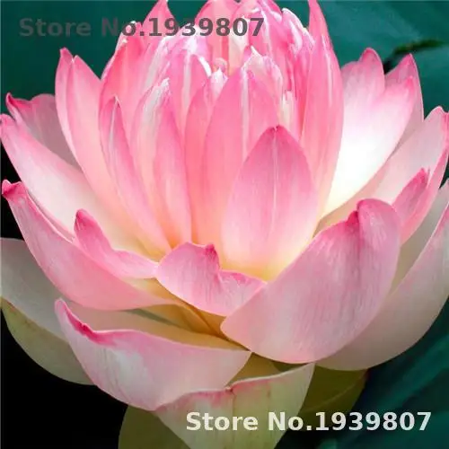 

5pcs bonsai flower lotus flower Pond Plants Live Flowers Indoor Plants Flowers Backyard Decor Perennial Plants