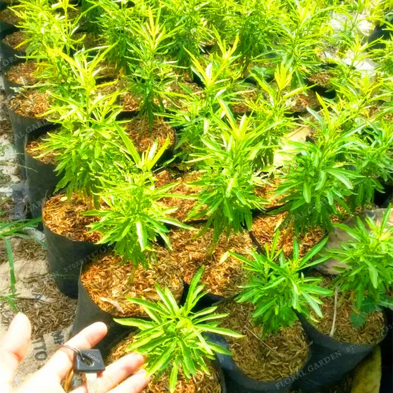 

100 pcs Riddex Plant Bonsai Mosquito Repelling Grass Mozzie Buster Sweetgrass. Garden & Home Bonsai Plant Indoor Plant