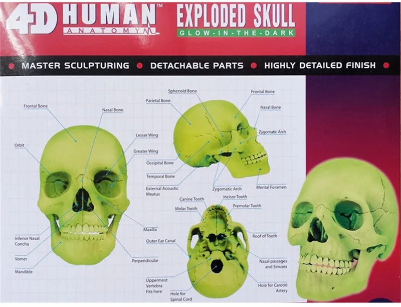 4D флуоресцентная человеческая голова череп органов сборка мастер медицинский манекен Естественная модель головы кольцо в форме скелета