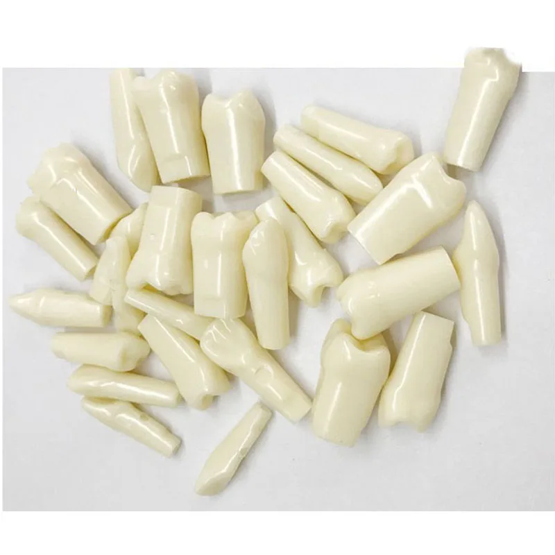 

Full mouth grain teeth 32 teeth Tooth Grain Model